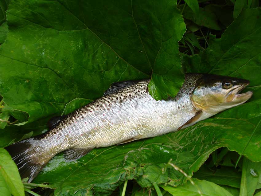 Bachforelle (38cm)