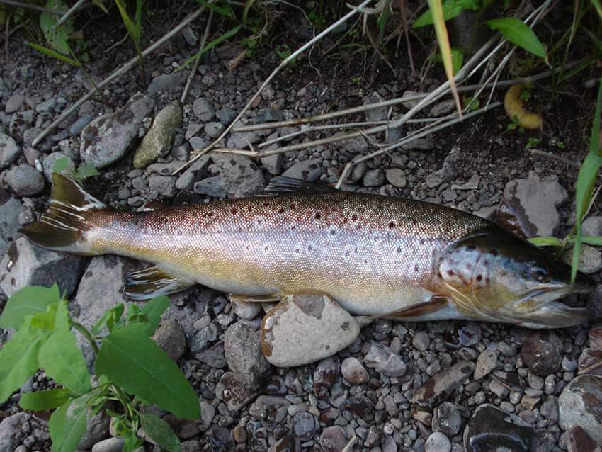 Bachforelle (40cm)