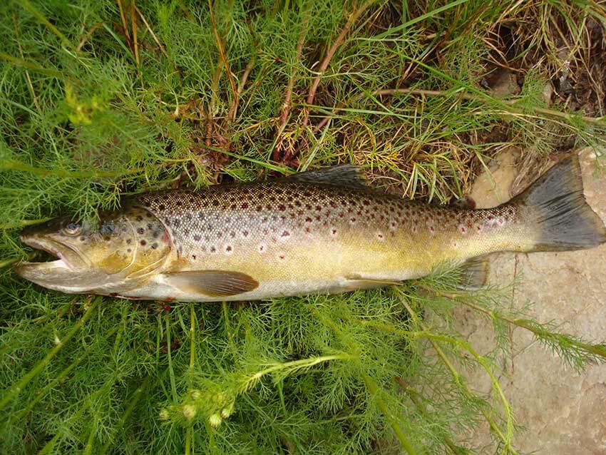 Bachforelle (43cm)