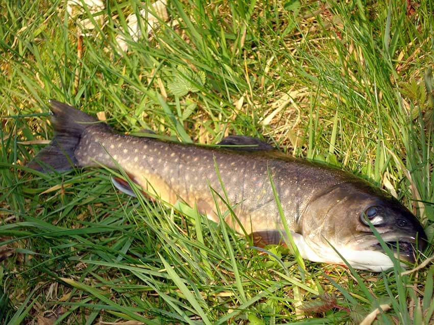 Bachsaibling (33cm)