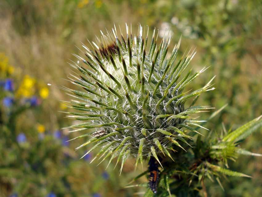 Distelblüte