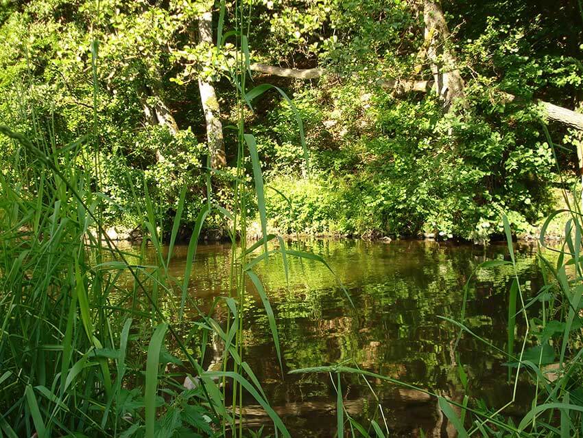 Naturnaher Fluss