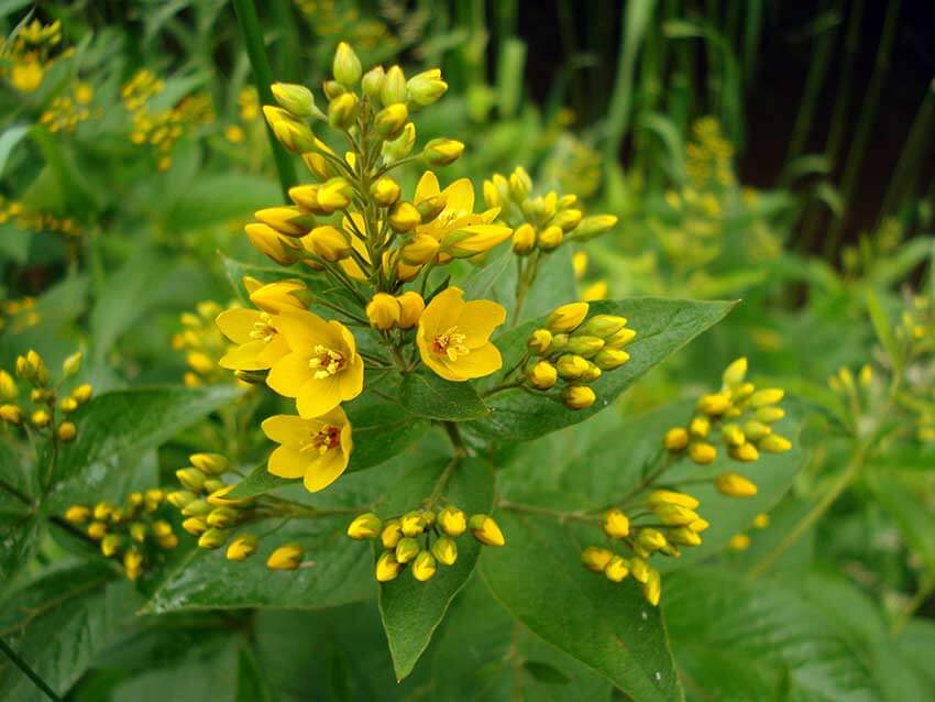 Wildblumen