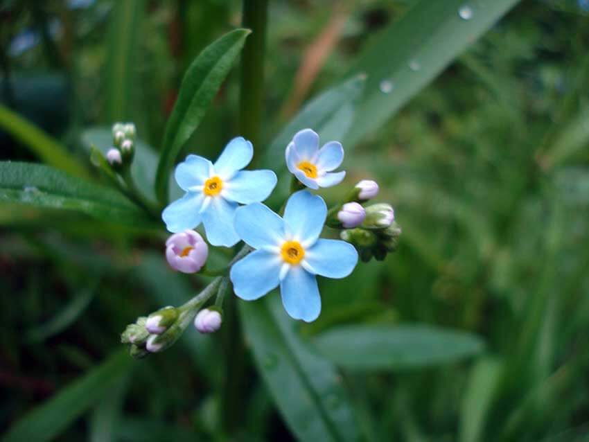 Wildblumen