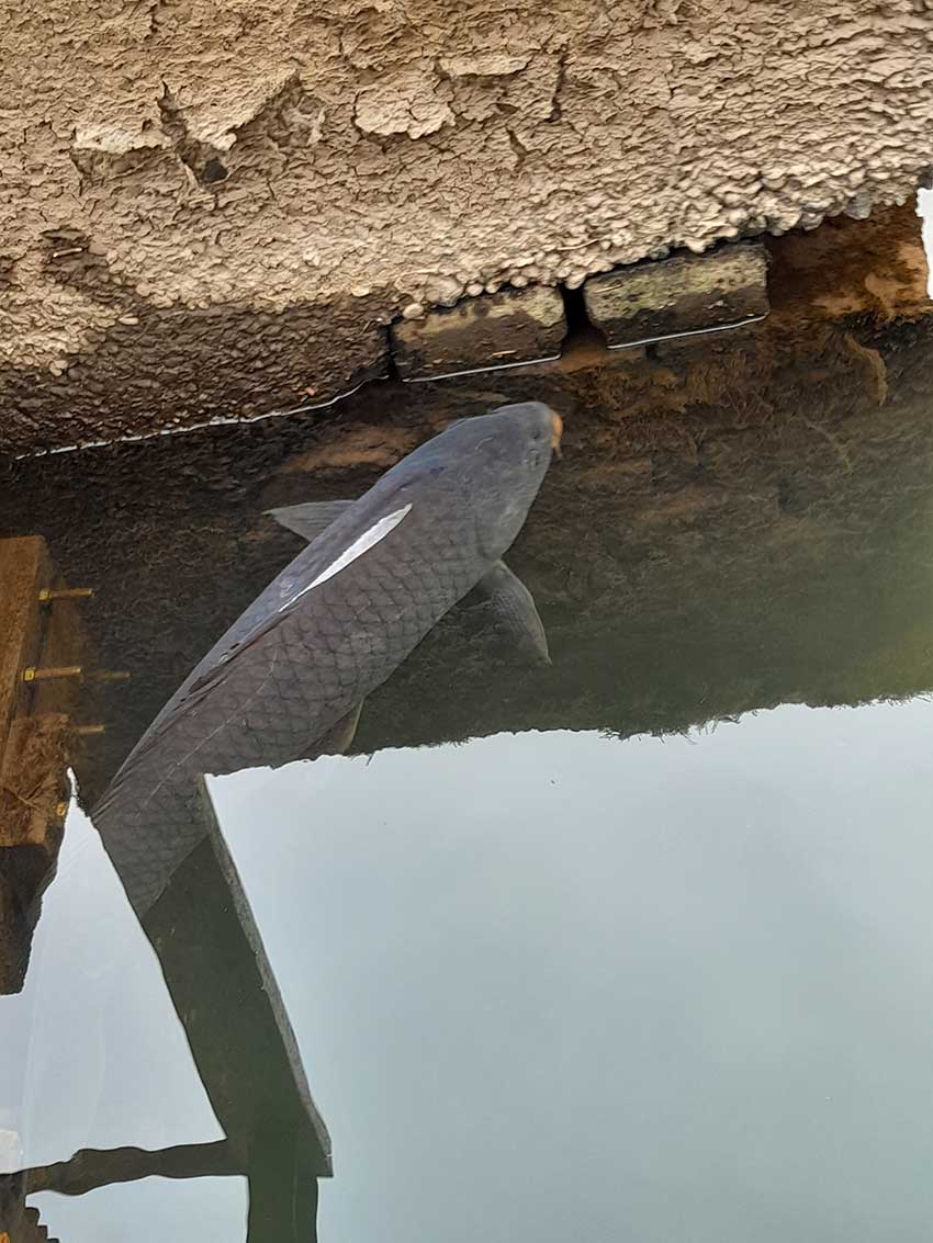 Karpfen im Mühlgraben